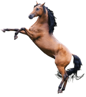 Brown Horse Arabian HQ Image Free - Free PNG