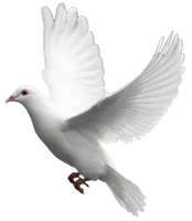 White Flying Pigeon PNG Download Free