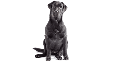 Sitting Black Labrador Dog Free Download Image - Free PNG
