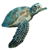 Turtle HQ Image Free - Free PNG