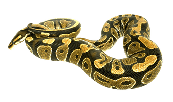 Images Coral False Snake Download Free Image - Free PNG