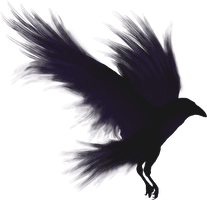 Pic Bird Raven Download HQ - Free PNG