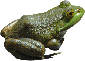 Amphibian Frog Free HD Image - Free PNG