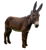 Donkey PNG File HD