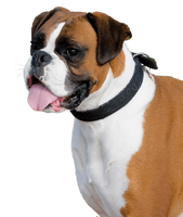 Tongue Boxer Dog Out Free Transparent Image HQ - Free PNG
