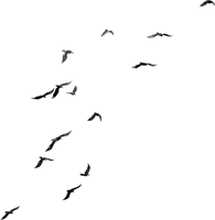 Of Flock Group Birds PNG Download Free