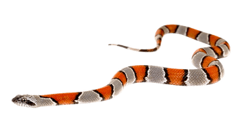 Coral False Snake Free Download PNG HQ