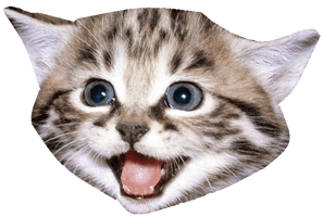 Picture Domestic Kitten Free Transparent Image HQ - Free PNG