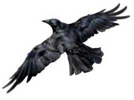 Bird Raven PNG Free Photo