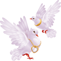 White Peace Pigeon HD Image Free - Free PNG