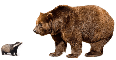 Giant Bear HD Image Free - Free PNG