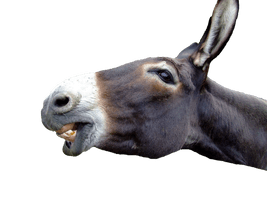 Picture Donkey Free Download PNG HQ