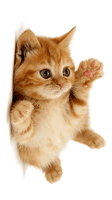 Little Pic Kitten Free Transparent Image HD - Free PNG