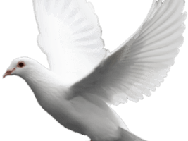 White Pigeon Free Download PNG HQ