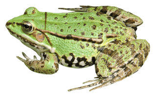 Amphibian Frog Free PNG HQ