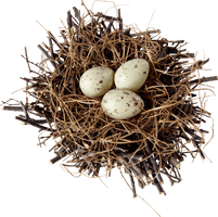 Nest Natural Bird Free Download PNG HD
