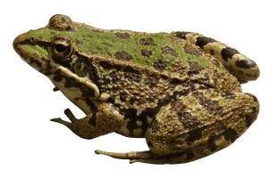 Amphibian Frog Download Free Image - Free PNG