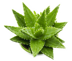 Vera Potted Aloe Download Free Image - Free PNG