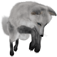 White Fox Arctic Download HQ - Free PNG