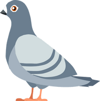 Columbidae Pigeon Domestic Free HD Image - Free PNG