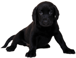 Pup Black Labrador Dog Free Photo - Free PNG