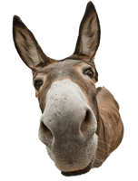 Donkey Animal Free Transparent Image HD - Free PNG