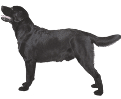 Dog Black Labrador Retriever Free Download PNG HD