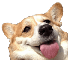 Cute Dog Corgi Download Free Image - Free PNG