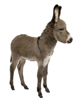 Donkey Free Clipart HQ - Free PNG