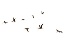 Of Flock Flying Birds Free Download PNG HQ