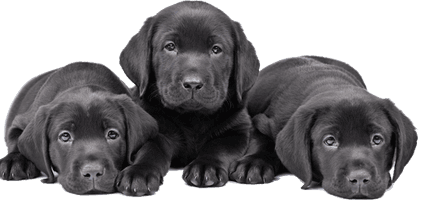 Puppies Black Dog Free Clipart HQ - Free PNG