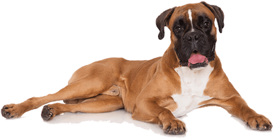 Brown Boxer Dog Free Transparent Image HQ - Free PNG