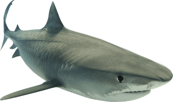 Real Wildlife Pic Shark Free Photo - Free PNG