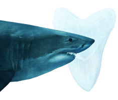 Megalodon Shark Face Free HQ Image - Free PNG