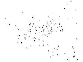 Of Flock Group Birds Free Download PNG HQ