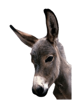 Photos Donkey Free HD Image - Free PNG