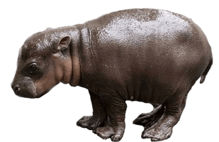 Hippo Download Free Image - Free PNG