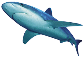 Blue Real Shark PNG Download Free