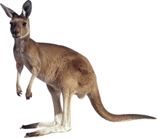 Wild Kangaroo Free Clipart HD - Free PNG