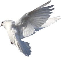 Columbidae White Pigeon Free Photo - Free PNG