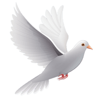 White Peace Pigeon PNG Download Free