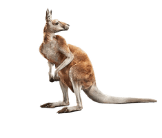 Kangaroo Joey Free Clipart HD - Free PNG