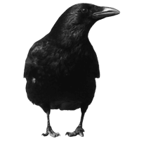 Bird Raven PNG Image High Quality