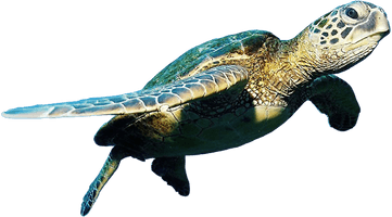 Turtle Free Photo - Free PNG