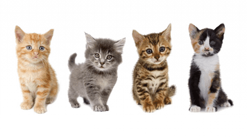 Little Kitten Free HD Image - Free PNG