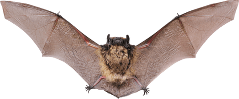 Bat Grey HD Image Free - Free PNG