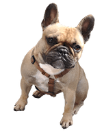 Bulldog Sitting PNG File HD