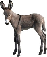 Donkey Pic Animal Free HD Image - Free PNG