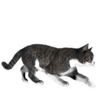 Cute Kitten Free Clipart HD - Free PNG