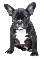 Bulldog Free HQ Image - Free PNG